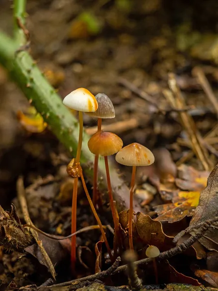 英語の森の中で異なる色のサフロンドロップボンネット真菌の小グループ — ストック写真