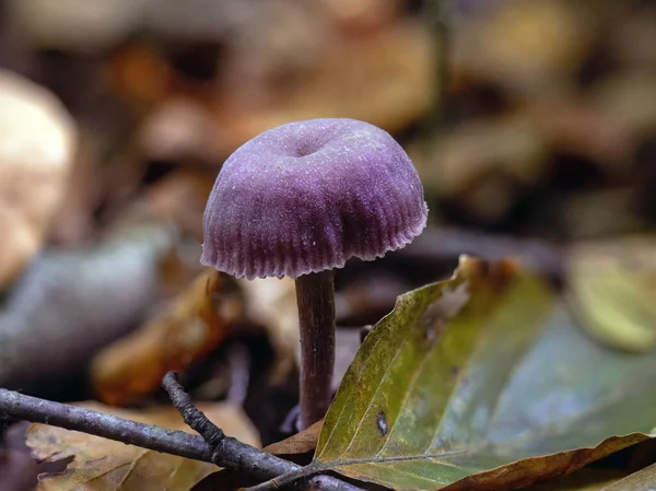 Purpurowy Ametyst Zwodziciel Grzyb Angielskim Lesie — Zdjęcie stockowe