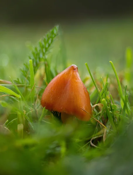 黒化Waxcap 別名魔女の帽子 真菌上のサセックス草原 — ストック写真