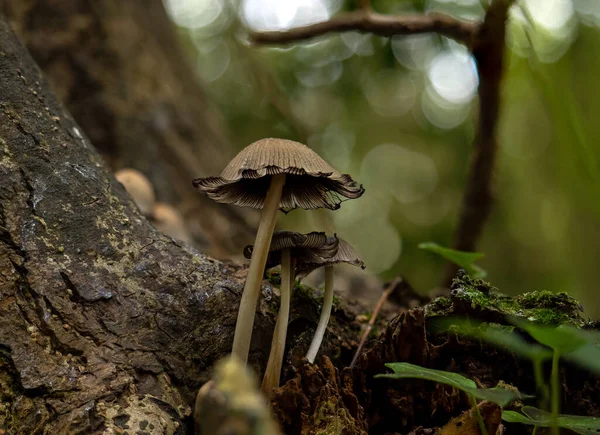 Glistening Inkcaps Egy Angol Erdőben — Stock Fotó