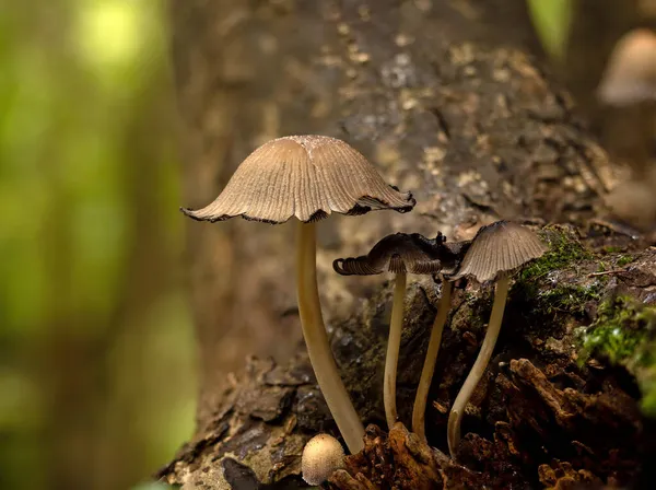 Brilhante Inkcap Fungi Crescendo Árvore Floresta Inglesa — Fotografia de Stock