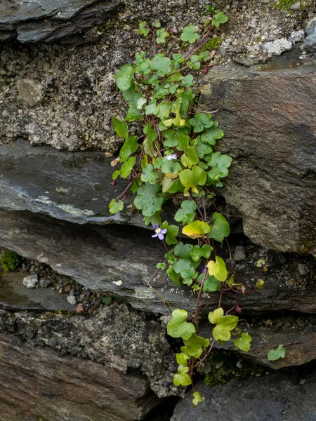 Efeublättriger Flachs Mit Kleinen Blüten Die Zwischen Felsen Wachsen — Stockfoto
