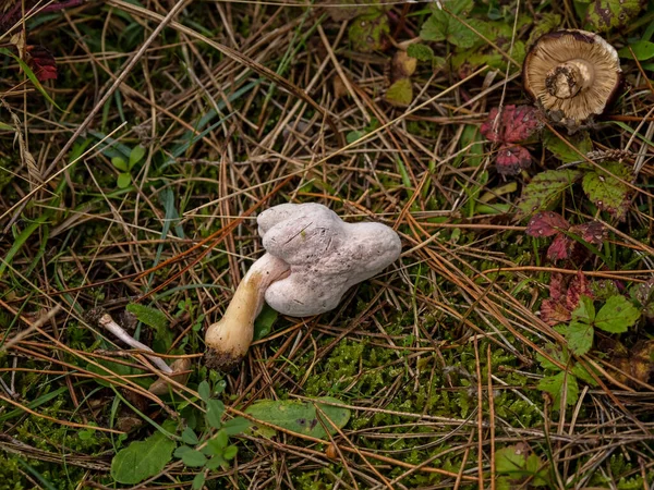 Drei Pilze Umgestoßen Und Auf Dem Boden Liegen Gelassen — Stockfoto