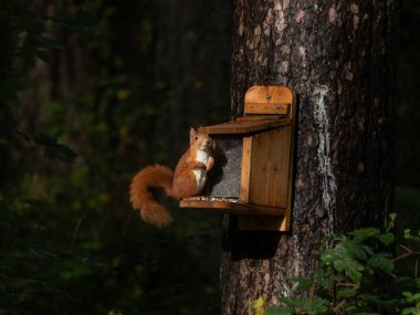 Red Squirrel at feeder in Newborough Forest on the Isle of Anglesey in Wales clipart