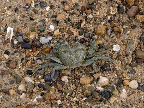 Martwy Zielony Krab Plaży Llanddwyn Anglesey Znany Również Jako Europejski — Zdjęcie stockowe