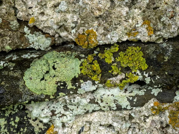 Different Lichen Species Old Wall — Stock Photo, Image