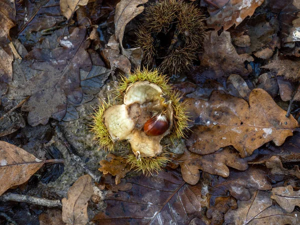 Esskastanien Alte Schale Oder Bohrer Und Blätter Wald — Stockfoto