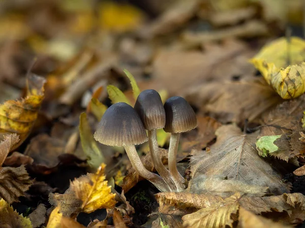 Grupo Fungos Espécie Bonnet Floresta — Fotografia de Stock