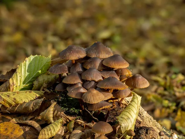 Ciuperci Specii Bonnet Pădure Mucegai Bonnet Creștere Capace — Fotografie, imagine de stoc