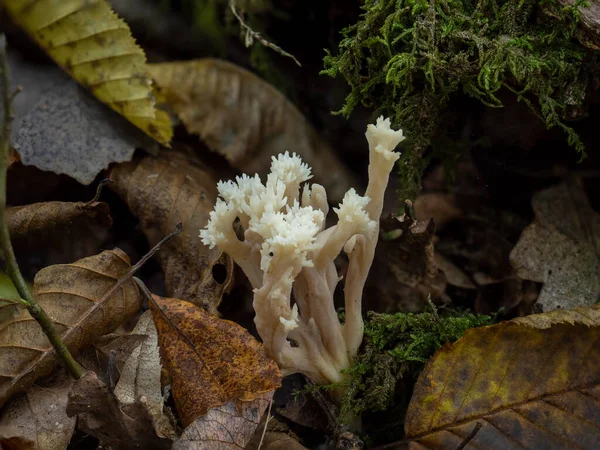 Crested Coral Gombák Itt Woodland — Stock Fotó