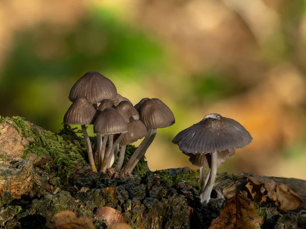 Cluster Bonnet Mushrooms Growing Fallen Tree Woodland — Stock Photo, Image