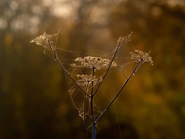 Doldenblütler Samen Gegenlicht Der Herbstsonne Und Mit Spinnweben Bedeckt — Stockfoto