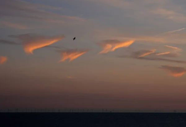Evening Sky English Channel Single Gull Flying Rampion Wind Farm — Stock fotografie