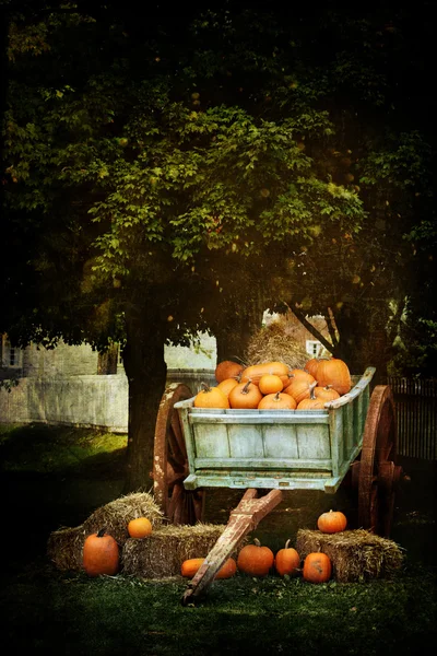 The Harvest — Stock Photo, Image