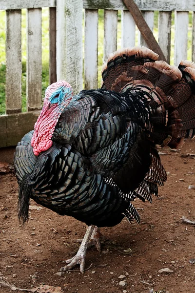Live Turkey in Pin — Stock Photo, Image