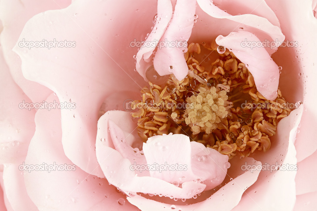 Pink Tea Rose