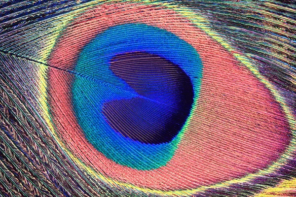 Peacock Feather Eye — Stock Photo, Image