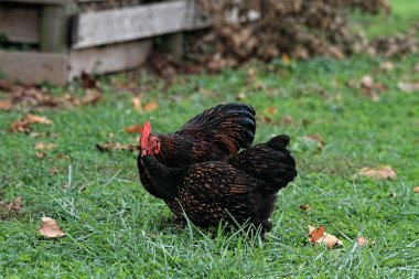 cochin tavukları çifti