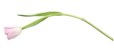 İzole edilmiş pembe lale.