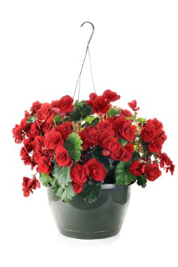 asılı begonias