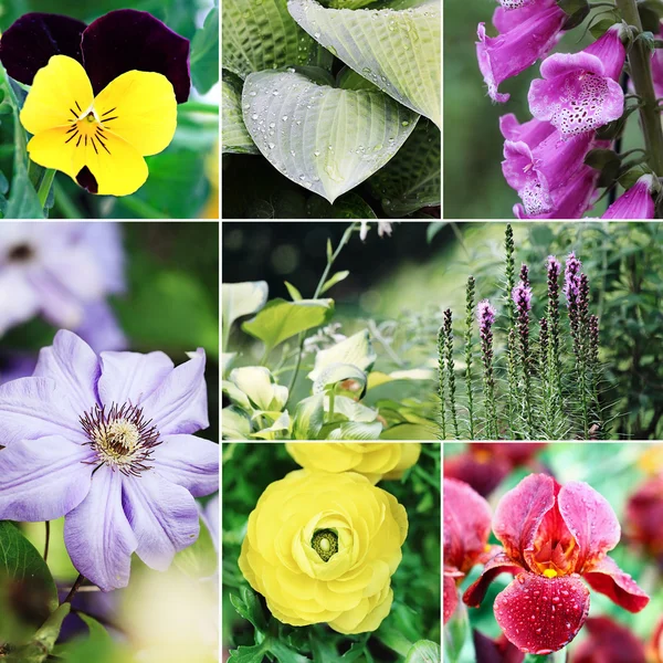 Blumen und Pflanzen Collage — Stockfoto