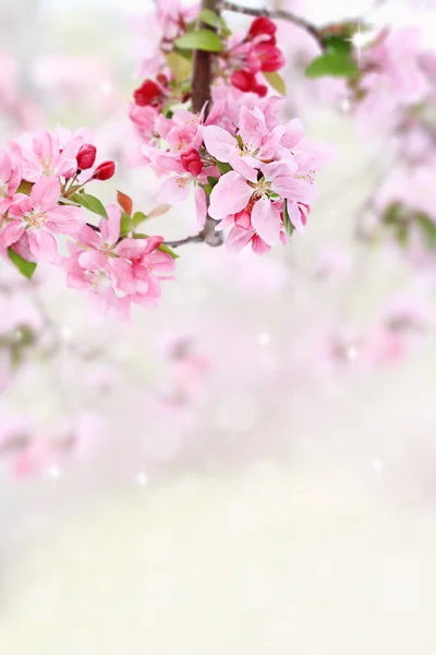 Flores de árboles de primavera —  Fotos de Stock