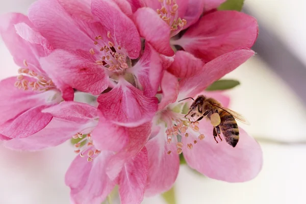 Honey Bee — Stock Photo, Image