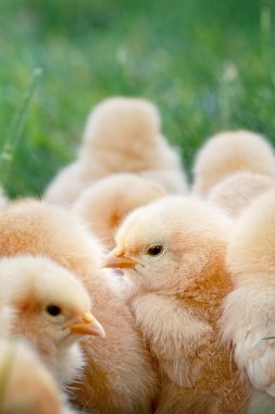 Baby Chicks clipart