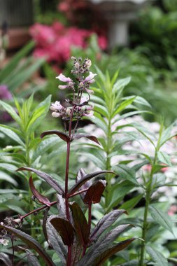 penstemon pembe çiçekler