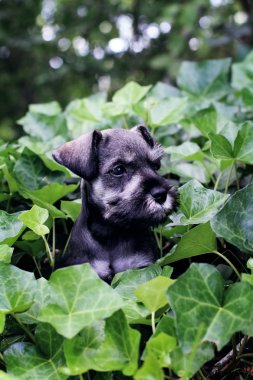 İngilizce Ivy içinde Mini schnauzer