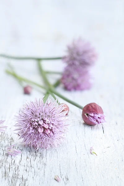 Erba cipollina — Foto Stock