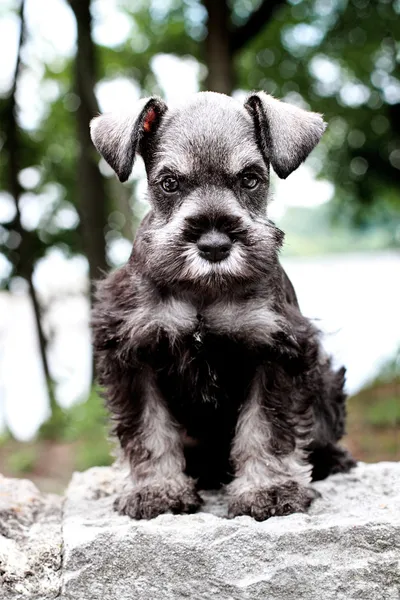 Mini schnauzer — Stockfoto