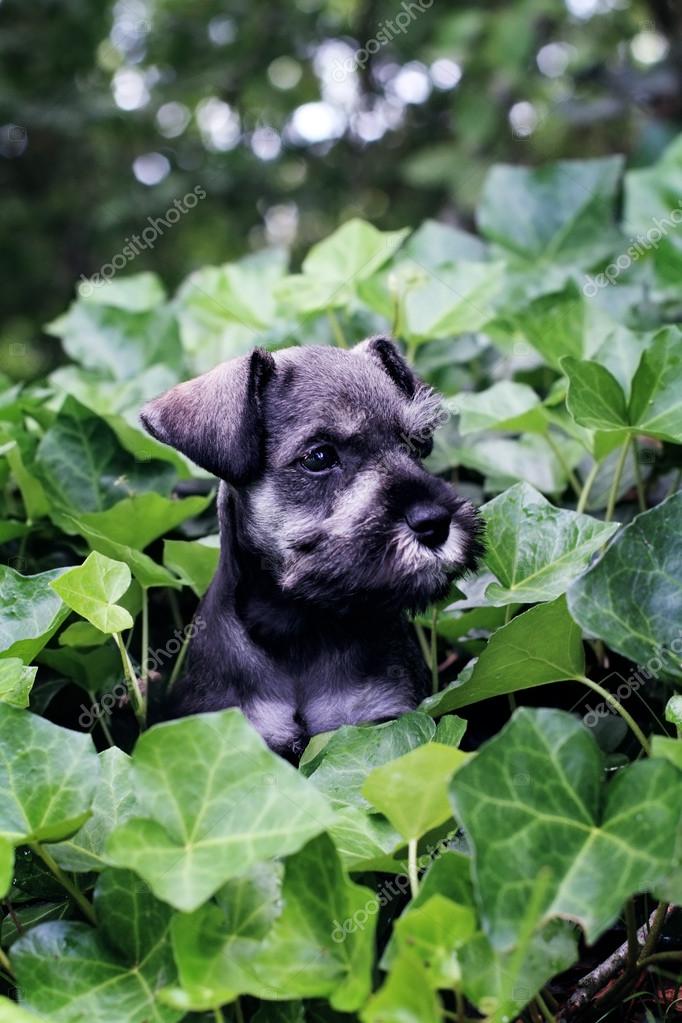 Mini Schnauzer In English Ivy Stock Photo By C Stephaniefrey 26783079