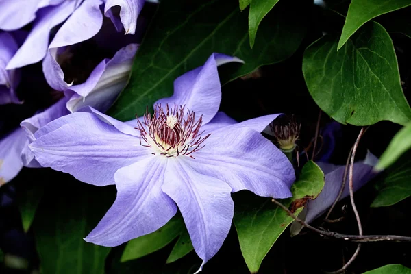 Clematis púrpura — Foto de Stock