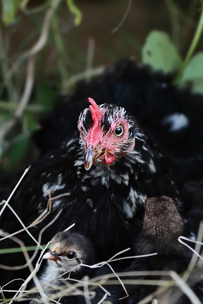 Hönsmamma och kycklingar — Stockfoto