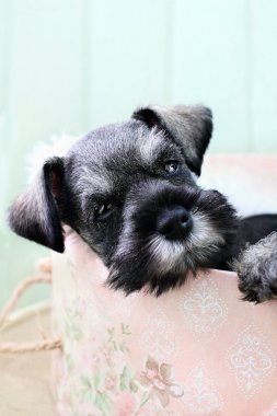 uykucu mini schnauzer
