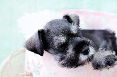 Uyuyan mini schnauzer