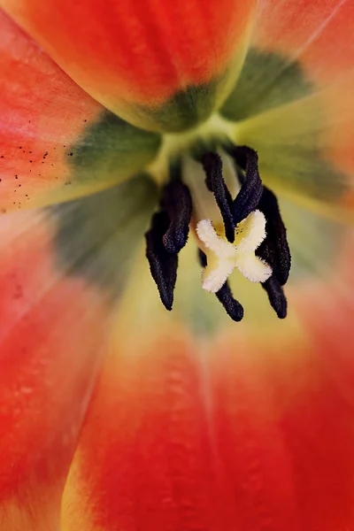 Zentrum einer Tulpe — Stockfoto