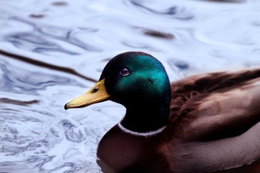 erkek yaban ördeği