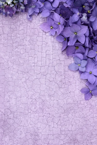 Fialové květinové pozadí — Stock fotografie