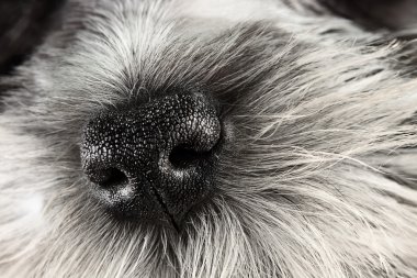 köpek burun