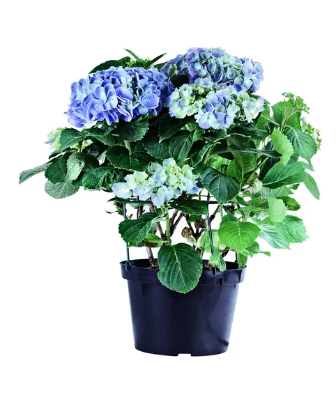 Blue Hydrangea — Stock Photo, Image