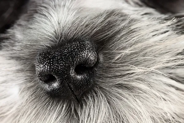 Собака ніс — стокове фото