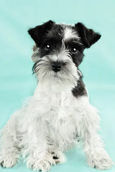 Lindo color del partido Schnauzer miniatura — Foto de Stock