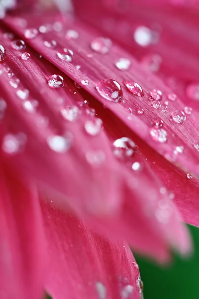 Pink Gerber Daisy Abstract — Stock Photo, Image