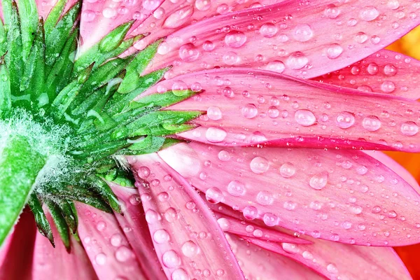 Růžová gerber sedmikráska — Stock fotografie