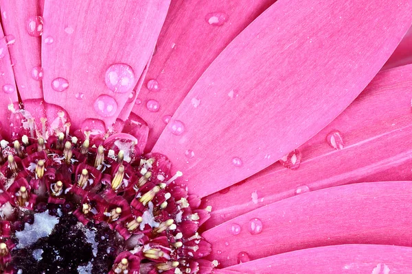 Pink Gerber Daisy Macro — Stock Photo, Image