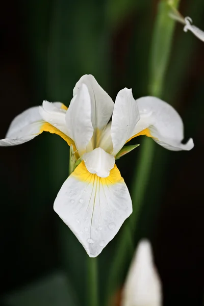 Siberian Iris — Stock Photo, Image