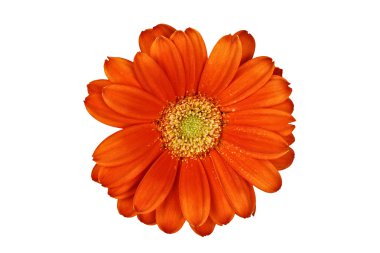 izole gerber papatya