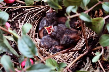Baby Birds in a Nest clipart